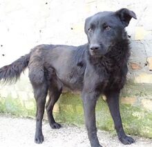 FRANKY, Hund, Mischlingshund in Rumänien - Bild 2