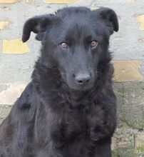 FRANKY, Hund, Mischlingshund in Rumänien - Bild 7