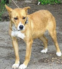 FARA, Hund, Mischlingshund in Rumänien - Bild 2