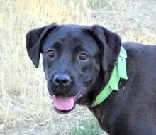 GRETA, Hund, Cane Corso-Labrador-Mix in Rumänien