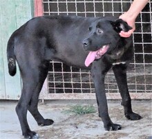 GRETA, Hund, Labrador-Mix in Rumänien - Bild 2