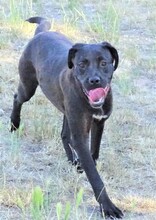 GRETA, Hund, Labrador-Mix in Rumänien - Bild 3