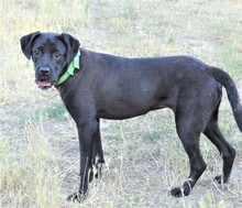 GRETA, Hund, Labrador-Mix in Rumänien - Bild 4