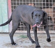 GRETA, Hund, Labrador-Mix in Rumänien - Bild 5