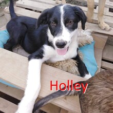 HOLLEY, Hund, Mischlingshund in Hambühren