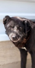 PAUL, Hund, Mischlingshund in Duisburg - Bild 1