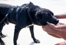 PAUL, Hund, Mischlingshund in Duisburg - Bild 8