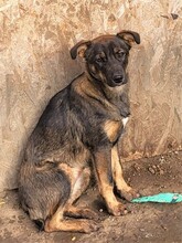 COOKIE, Hund, Mischlingshund in Rumänien - Bild 1