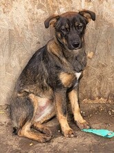 COOKIE, Hund, Mischlingshund in Rumänien - Bild 10