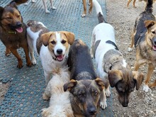 COOKIE, Hund, Mischlingshund in Rumänien - Bild 11