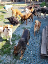 COOKIE, Hund, Mischlingshund in Rumänien - Bild 12