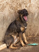 COOKIE, Hund, Mischlingshund in Rumänien - Bild 13