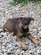 COOKIE, Hund, Mischlingshund in Rumänien - Bild 14