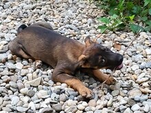 COOKIE, Hund, Mischlingshund in Rumänien - Bild 15