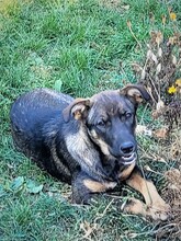 COOKIE, Hund, Mischlingshund in Rumänien - Bild 16