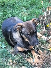 COOKIE, Hund, Mischlingshund in Rumänien - Bild 17