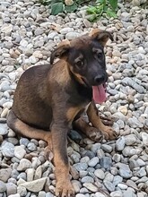 COOKIE, Hund, Mischlingshund in Rumänien - Bild 20