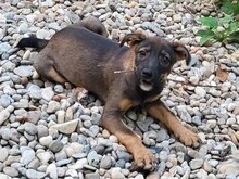 COOKIE, Hund, Mischlingshund in Rumänien - Bild 21