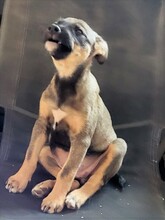 COOKIE, Hund, Mischlingshund in Rumänien - Bild 24