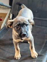 COOKIE, Hund, Mischlingshund in Rumänien - Bild 25