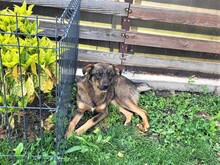 COOKIE, Hund, Mischlingshund in Rumänien - Bild 6