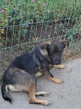 COOKIE, Hund, Mischlingshund in Rumänien - Bild 7