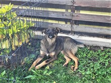 COOKIE, Hund, Mischlingshund in Rumänien - Bild 8
