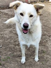 BLANKA, Hund, Mischlingshund in Rumänien - Bild 1