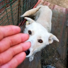 BLANKA, Hund, Mischlingshund in Rumänien - Bild 11