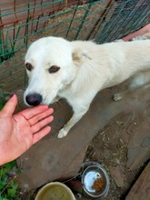 BLANKA, Hund, Mischlingshund in Rumänien - Bild 12