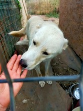 BLANKA, Hund, Mischlingshund in Rumänien - Bild 13