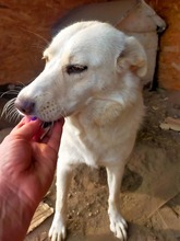 BLANKA, Hund, Mischlingshund in Rumänien - Bild 14