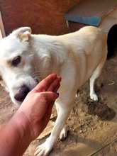 BLANKA, Hund, Mischlingshund in Rumänien - Bild 15