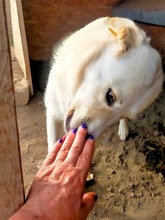 BLANKA, Hund, Mischlingshund in Rumänien - Bild 16