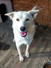 BLANKA, Hund, Mischlingshund in Rumänien - Bild 2