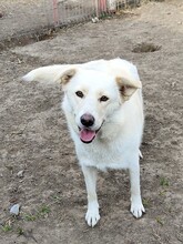 BLANKA, Hund, Mischlingshund in Rumänien - Bild 3