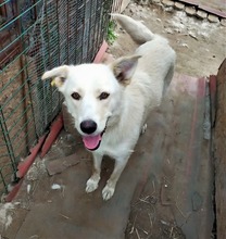 BLANKA, Hund, Mischlingshund in Rumänien - Bild 8