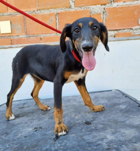SUNNA, Hund, Mischlingshund in Portugal - Bild 1
