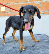 SUNNA, Hund, Mischlingshund in Portugal - Bild 10