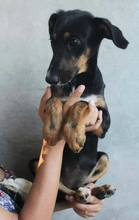 SUNNA, Hund, Mischlingshund in Portugal - Bild 11