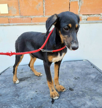 SUNNA, Hund, Mischlingshund in Portugal - Bild 12