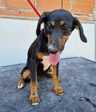 SUNNA, Hund, Mischlingshund in Portugal - Bild 13