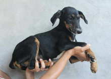 SUNNA, Hund, Mischlingshund in Portugal - Bild 6