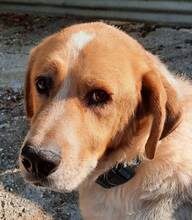 ARGOS, Hund, Mischlingshund in Griechenland