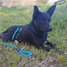FRODO, Hund, Mischlingshund in Portugal - Bild 5