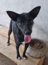 FRODO, Hund, Mischlingshund in Portugal - Bild 6