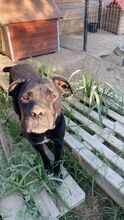 SARA, Hund, Mischlingshund in Rumänien - Bild 3