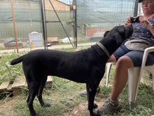 SARA, Hund, Mischlingshund in Rumänien - Bild 5