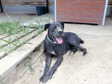 SARA, Hund, Mischlingshund in Rumänien - Bild 6