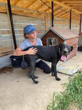 SARA, Hund, Mischlingshund in Rumänien - Bild 9